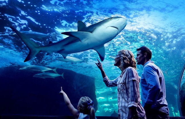 Cairns Aquarium Ticket - Foto 12