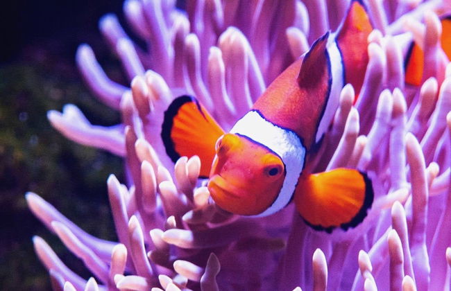 Cairns Aquarium Ticket - Foto 7