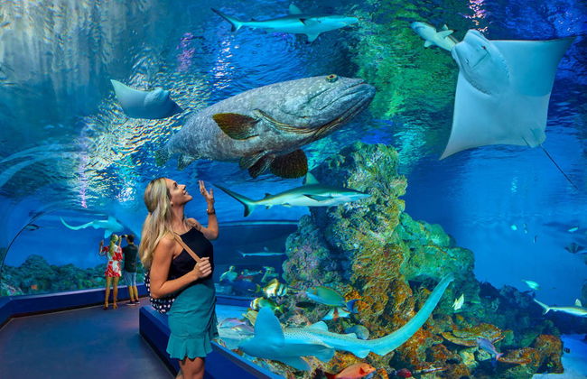 Cairns Aquarium Ticket - Foto 1