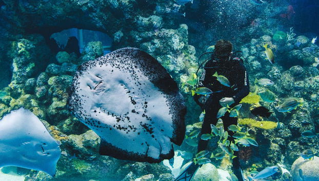 Biglietti per l'acquario di Cairns - Foto 5