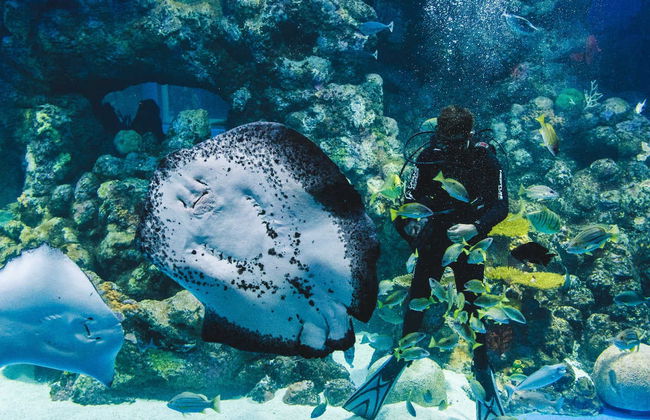 Cairns Aquarium Ticket - Foto 5