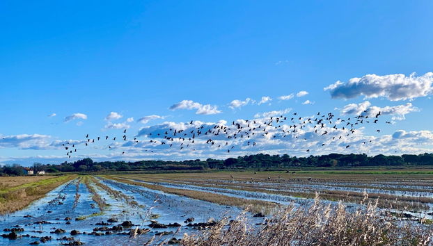 Sado Estuary Dolphin Watching & Arrábida Tour - Photo 2