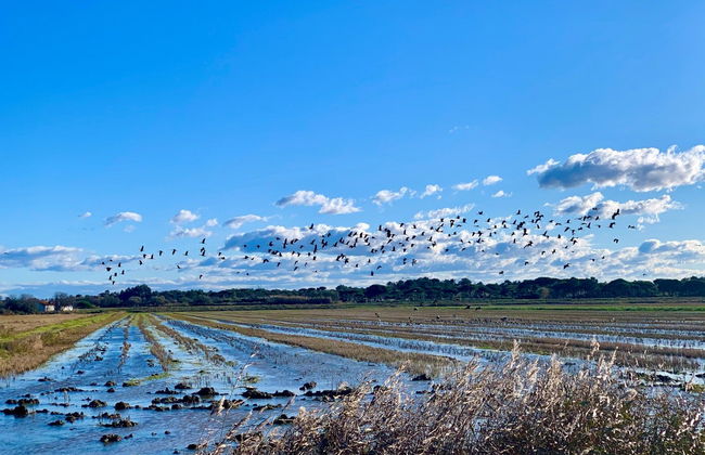 Sado Estuary Dolphin Watching & Arrábida Tour - Foto 2