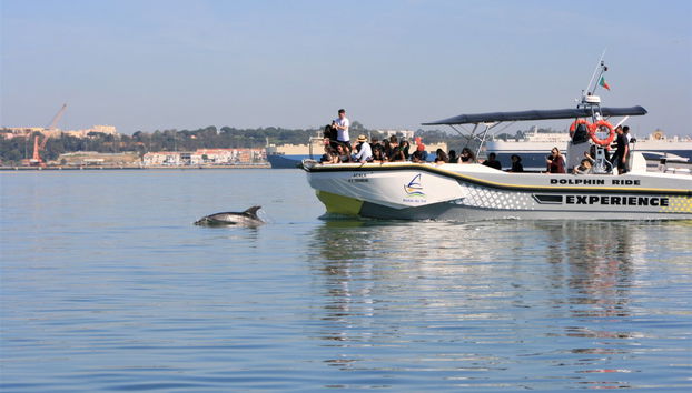 Sado Estuary Dolphin Watching & Arrábida Tour - Photo 3