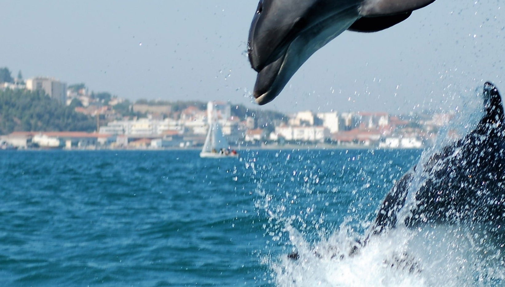 Sado Estuary Dolphin Watching & Arrábida Tour
