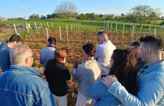 Itria Valley Wine Tasting - Photo 4