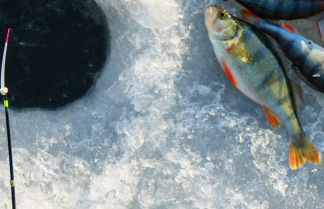 Pesca no gelo em Sirkka - Foto 3