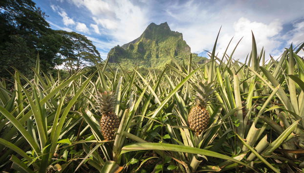 Mo'orea Complete Island Tour - Foto 3