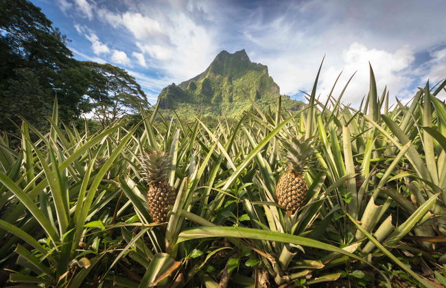 Tour di Moorea al completo - Foto 3