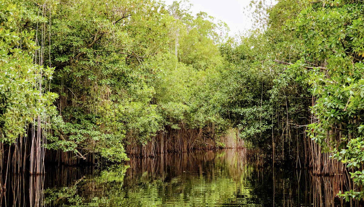 Excursión a Río Negro y Cataratas YS - Foto 1