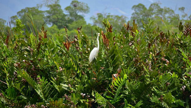 Excursión a Río Negro y Cataratas YS - Foto 3