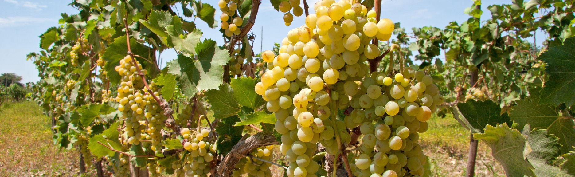 Tour del pisco y el vino - Foto 1