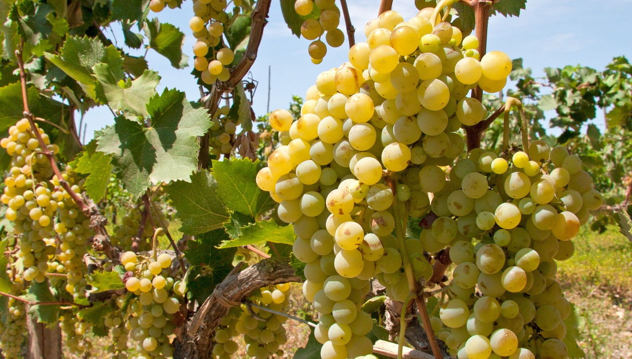 Visite à la découverte du Pisco et du vin - Photo 2