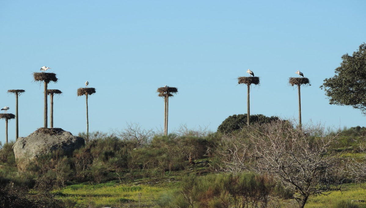 Excursion à Los Barruecos - Photo 1
