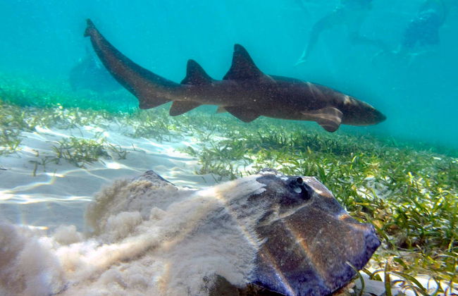 Marinarium Snorkeling Cruise - Foto 3