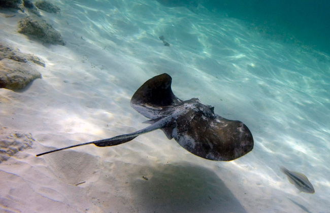 Marinarium Snorkeling Cruise - Foto 4