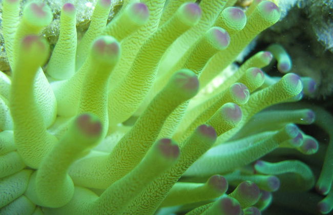 Marinarium Snorkeling Cruise - Foto 5