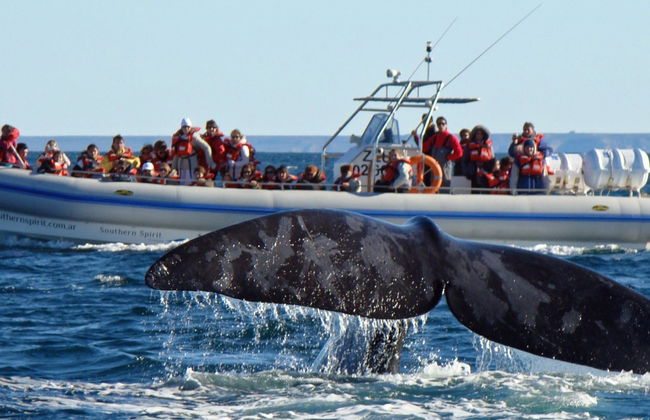 Valdes Peninsula Day Trip + Whale Watching - Photo 7