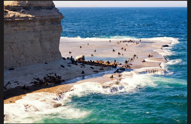 Excursion au sud de la Péninsule Valdés - Photo 3