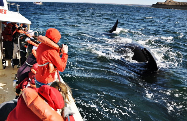 Valdes Peninsula Day Trip + Whale Watching - Photo 6