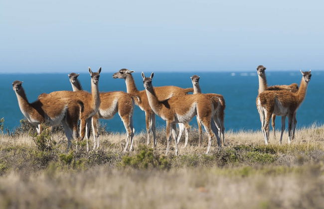Excursion au sud de la Péninsule Valdés - Photo 1