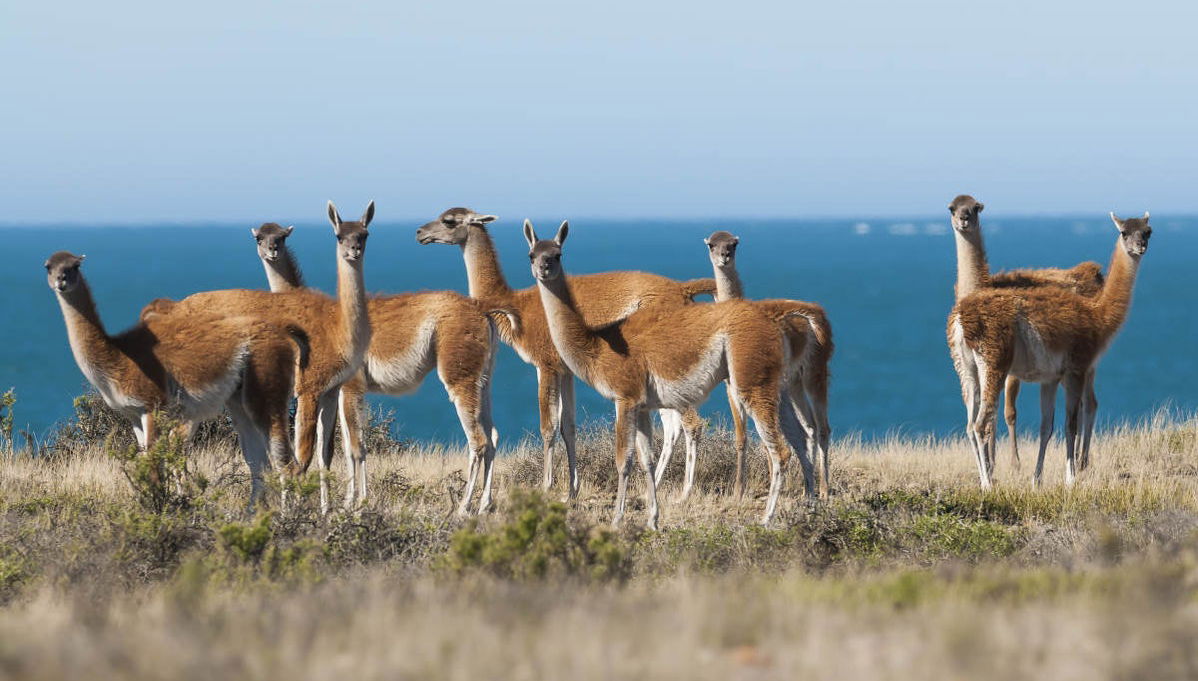 Valdes Peninsula Excursion + Whale Watching - Foto 1