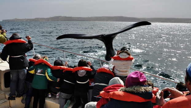 Excursión a la Península Valdés + Avistamiento de ballenas - Foto 4