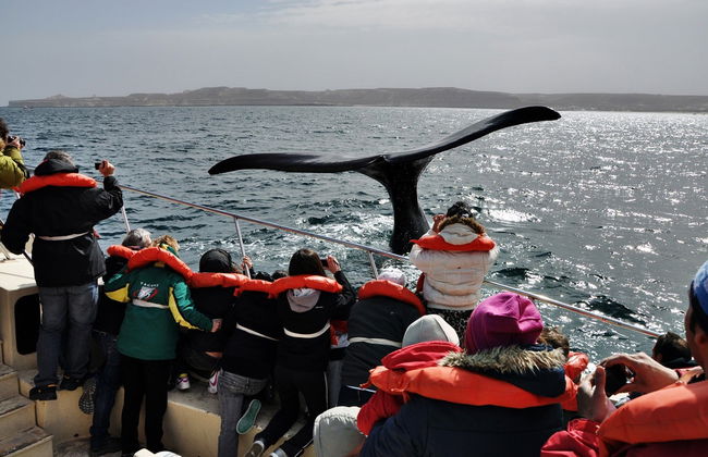 Valdes Peninsula Day Trip + Whale Watching - Photo 4