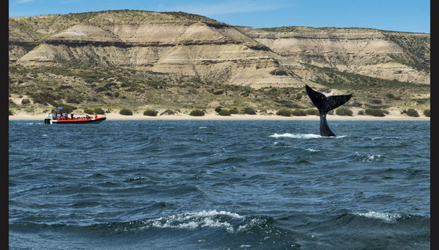 Valdes Peninsula Excursion + Whale Watching - Foto 3