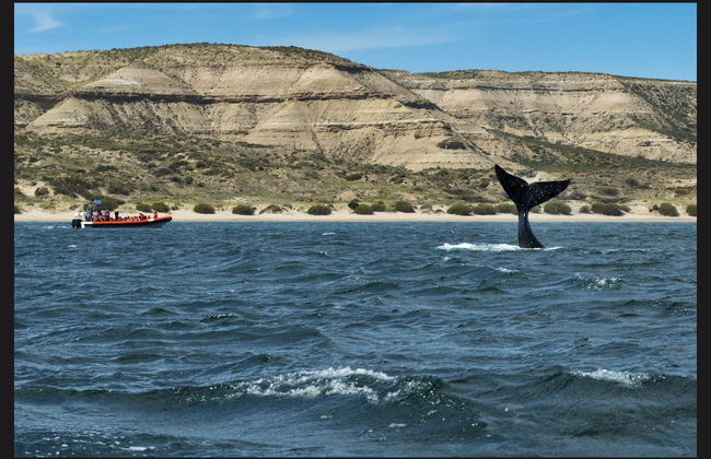Excursion au sud de la Péninsule Valdés - Photo 4