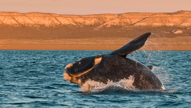 Valdes Peninsula Excursion + Whale Watching - Foto 4