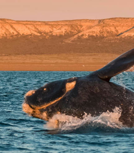 Foto de Excursión a la Península Valdés + Avistamiento de ballenas