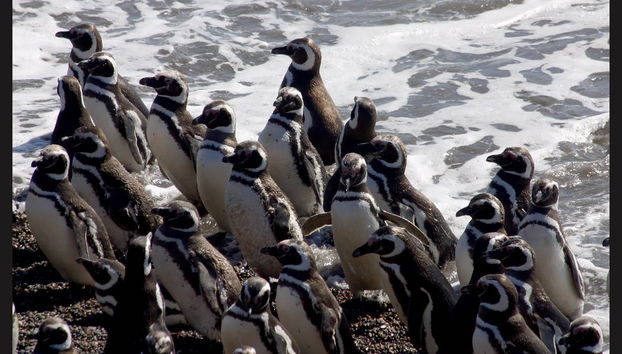 Valdes Peninsula Excursion + Whale Watching - Foto 2