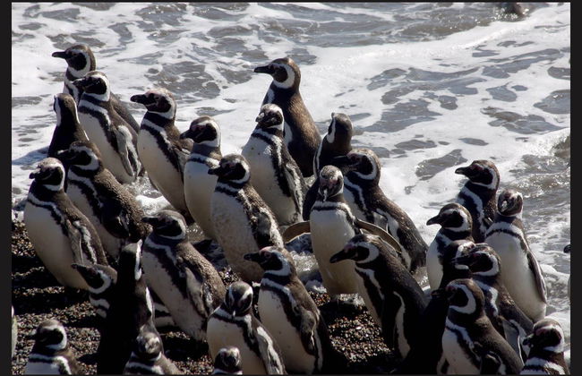Excursion au sud de la Péninsule Valdés - Photo 2