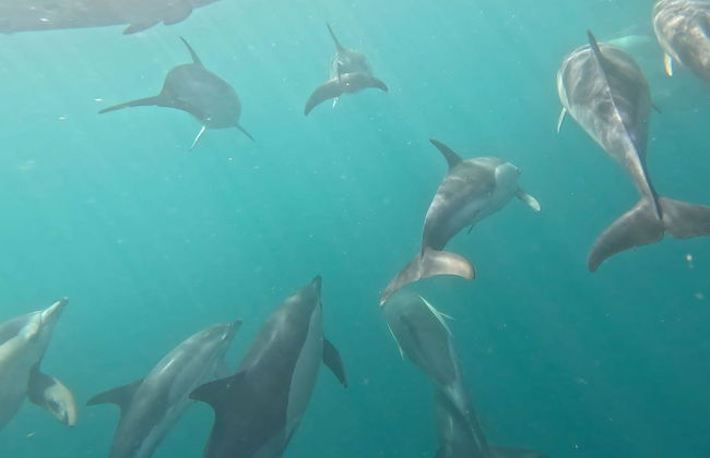 Giro in barca nella grotta di Benagil + Avvistamento di delfini - Foto 12