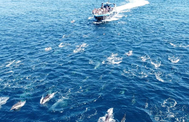 Giro in barca nella grotta di Benagil + Avvistamento di delfini - Foto 13