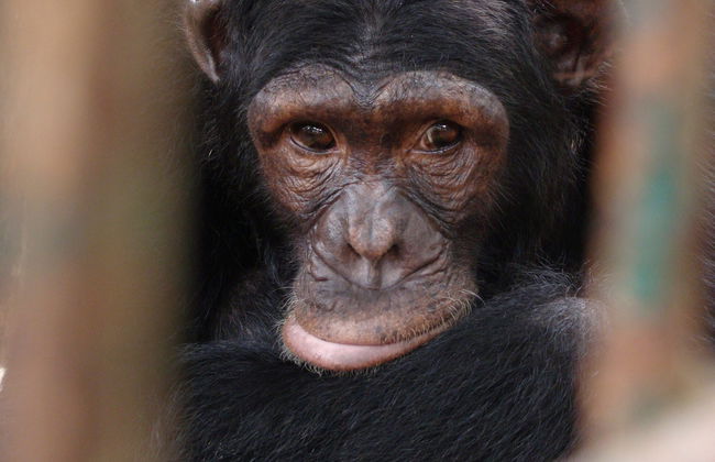 Excursión a la reserva Pongo-Songo - Foto 1
