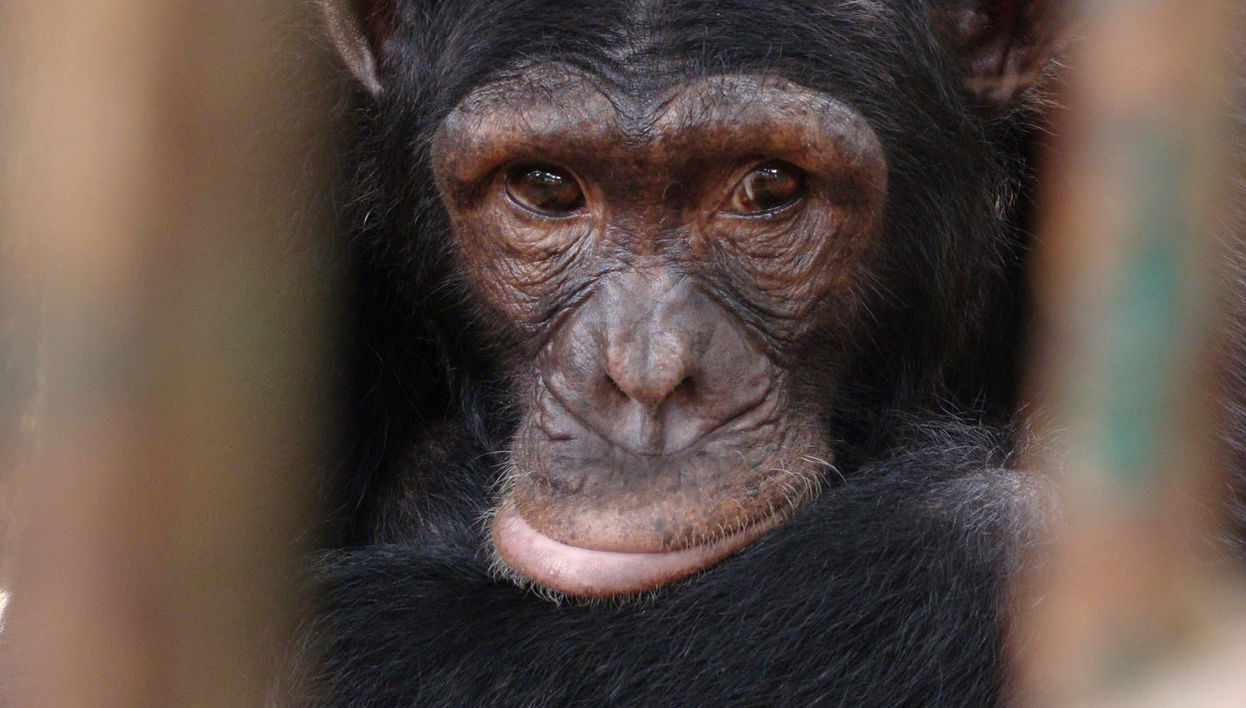 Excursión a la reserva Pongo-Songo - Foto 1
