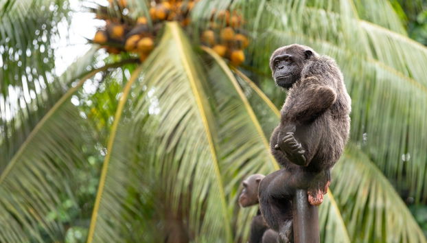Excursión a la reserva Pongo-Songo - Foto 2