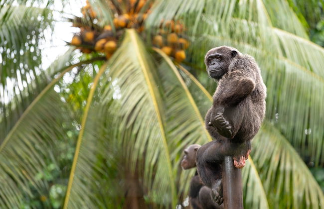 Excursión a la reserva Pongo-Songo - Foto 2