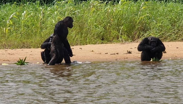 Excursión a la reserva Pongo-Songo - Foto 3