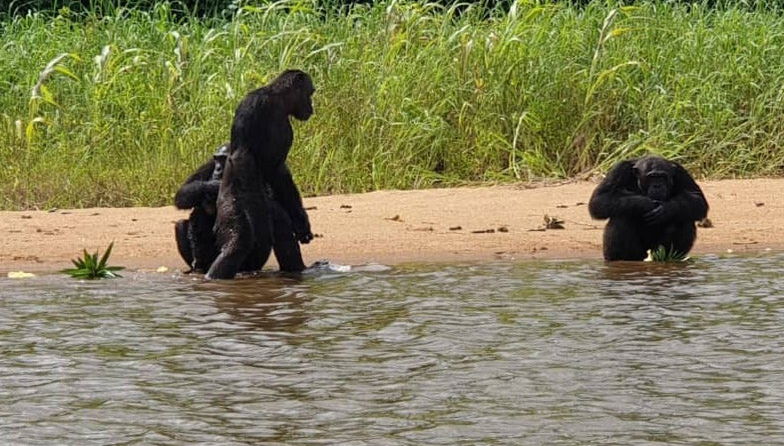 Excursion dans la réserve de Pongo-Songo - Photo 1