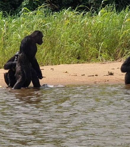 Foto de Excursión a la reserva Pongo-Songo