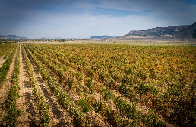 Visita alle cantine Concejo - Foto 4