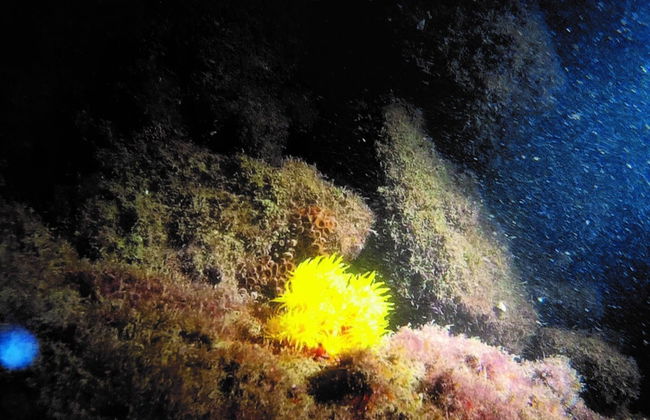Buceo nocturno en Ilhabela - Foto 6