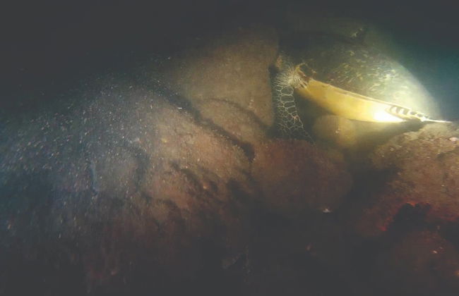 Buceo nocturno en Ilhabela - Foto 5