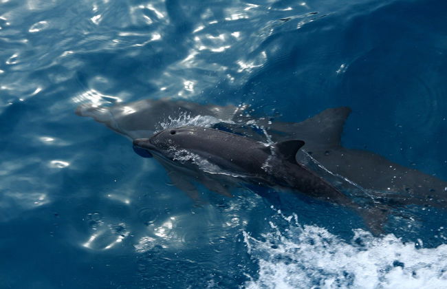 Paseo en barco + Snorkel en Playa Sancho - Foto 4