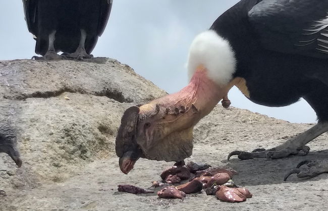 Avvistamento di condor a Puracé + Terme di San Juan - Foto 8