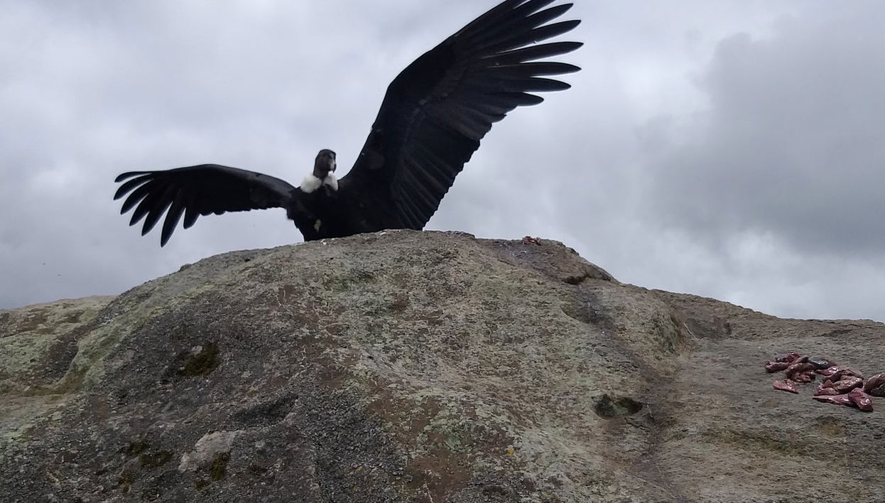 Condor Watching in Puracé + San Juan Hot Springs Tour - Photo 1