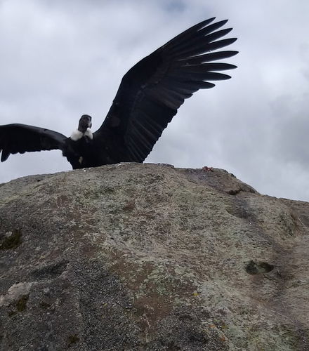 Foto - Avistamento de condores em Puracé + Termas de San Juan